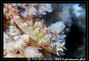 Blenny by Ferdinando Meli 